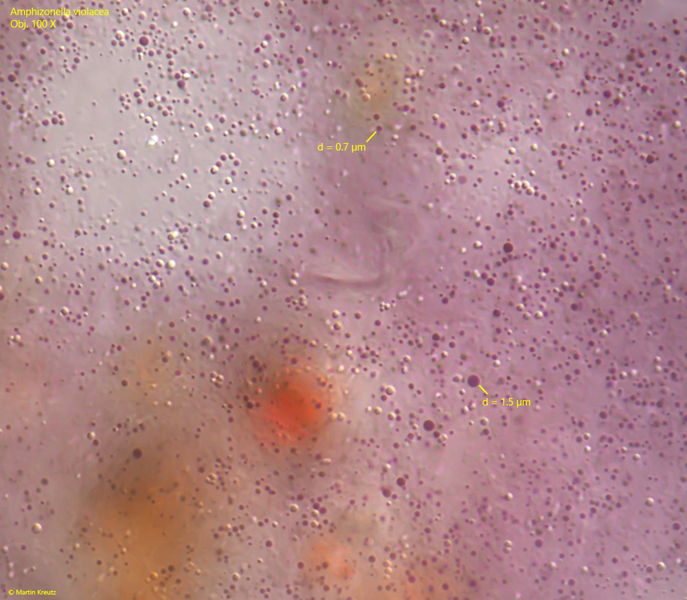 Amphizonella-violacea