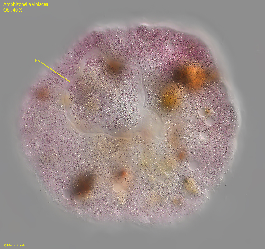 Amphizonella-violacea