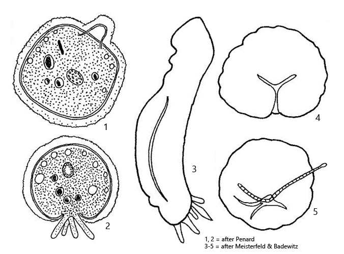 Amphizonella-violacea