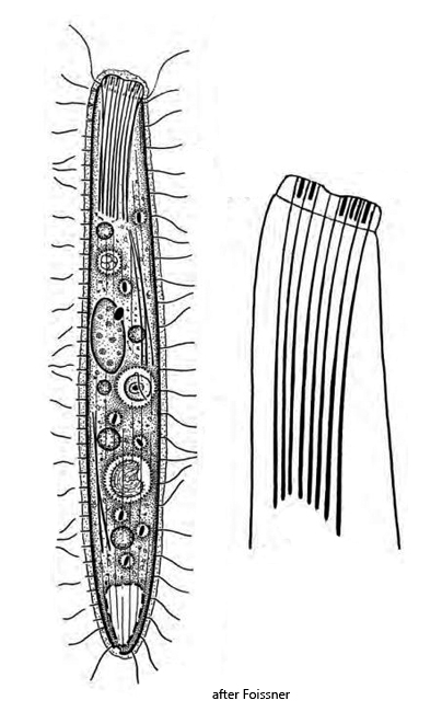 Cataphractus-austriacus