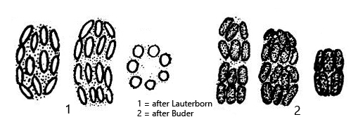 Chlorochromatium-aggregatum