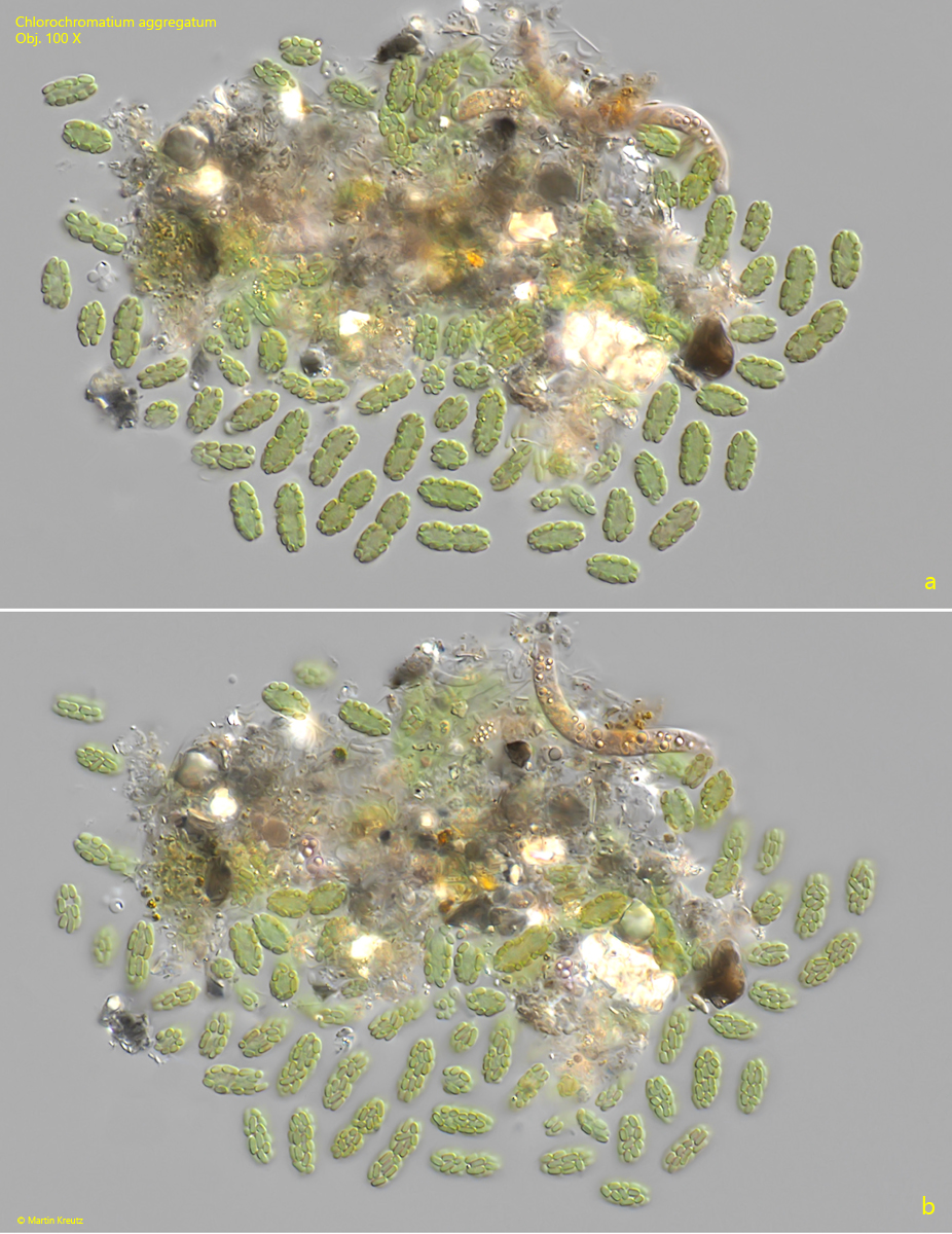 Chlorochromatium-aggregatum