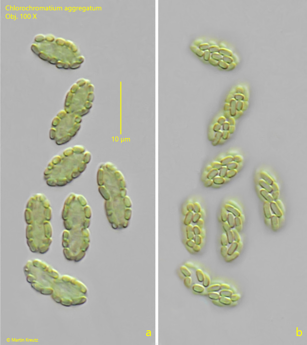Chlorochromatium-aggregatum