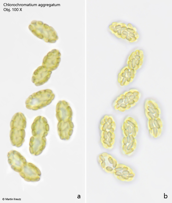 Chlorochromatium-aggregatum