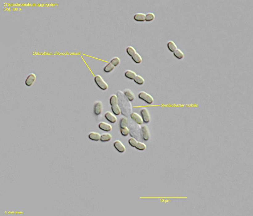 Chlorochromatium-aggregatum