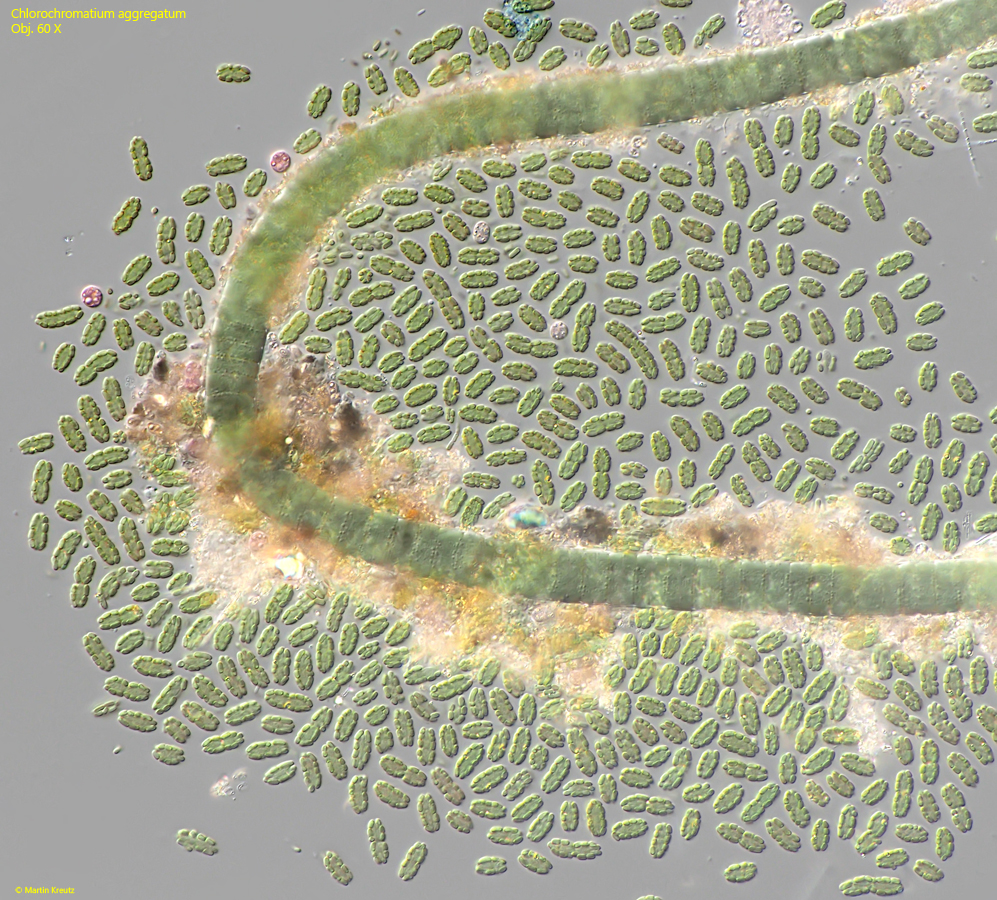 Chlorochromatium-aggregatum