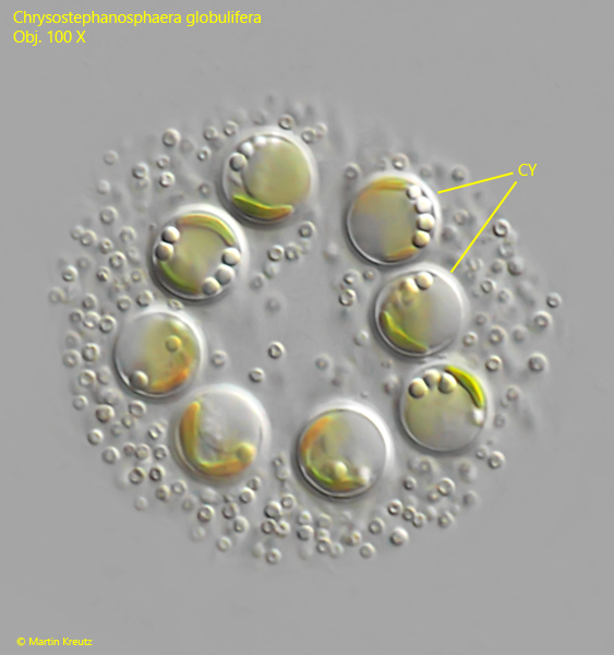 Chrysostephanosphaera-globulifera