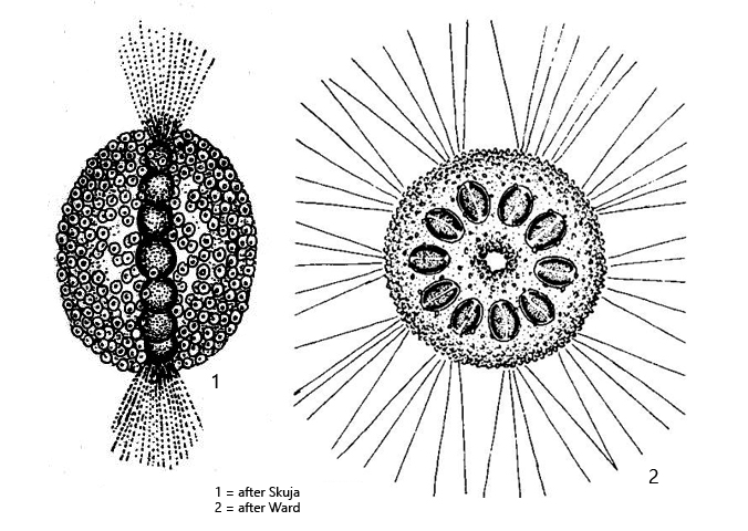 Chrysostephanosphaera-globulifera
