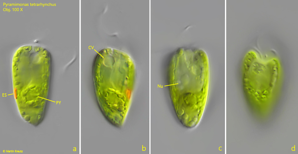 Pyramimonas-tetrarhynchus