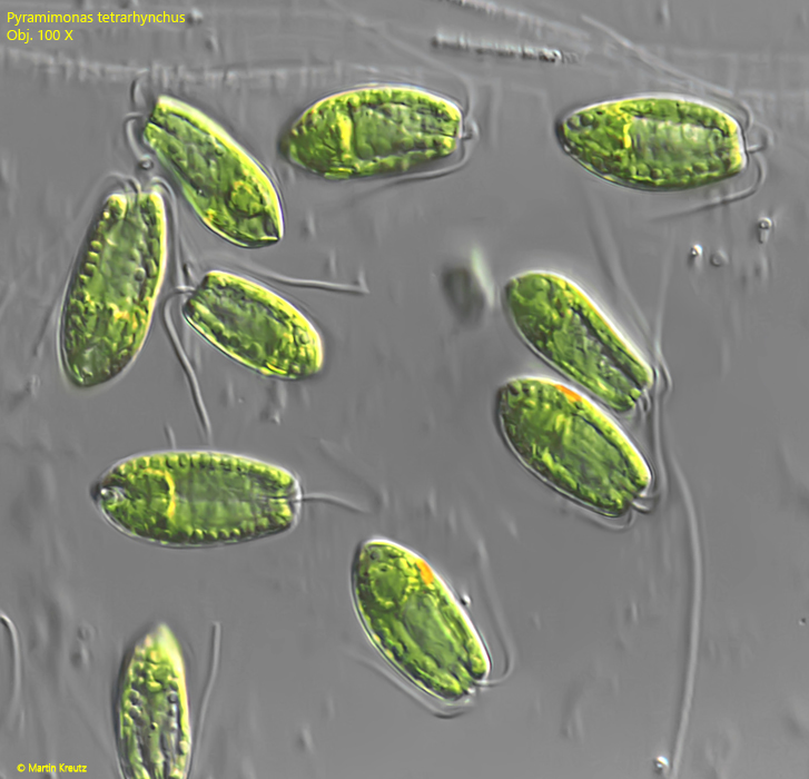 Pyramimonas-tetrarhynchus