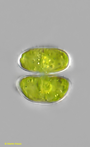 Staurastrum-muticum-var-muticum