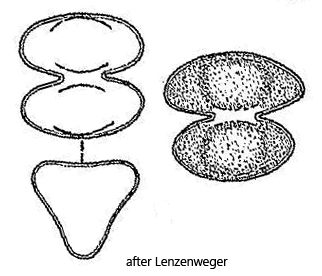 Staurastrum-muticum-var-muticum