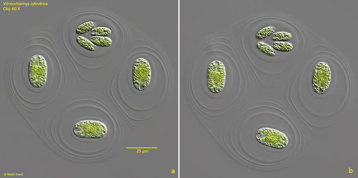 Vitreochlamys-cylindrica