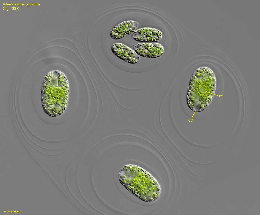 Vitreochlamys-cylindrica