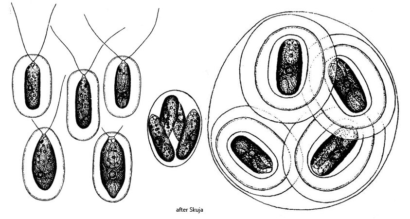 Vitreochlamys-cylindrica