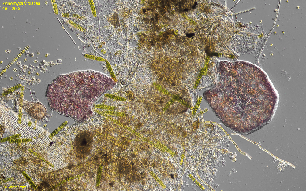 Zonomyxa-violacea