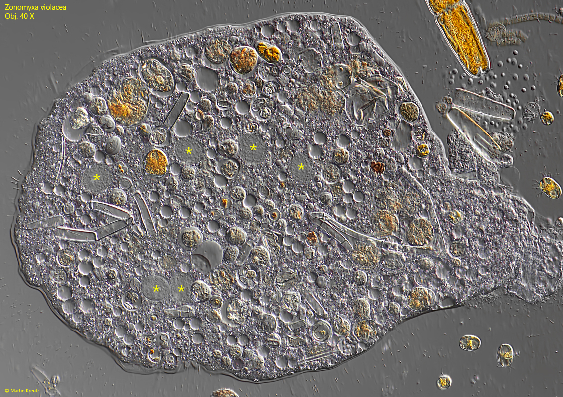 Zonomyxa-violacea