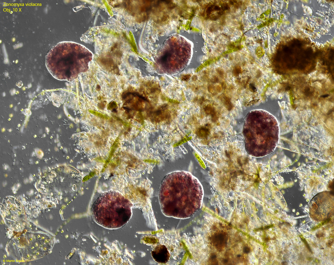 Zonomyxa-violacea