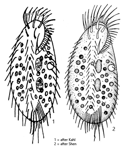 Caudiholosticha-viridis