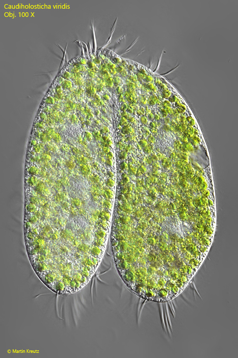 Caudiholosticha-viridis