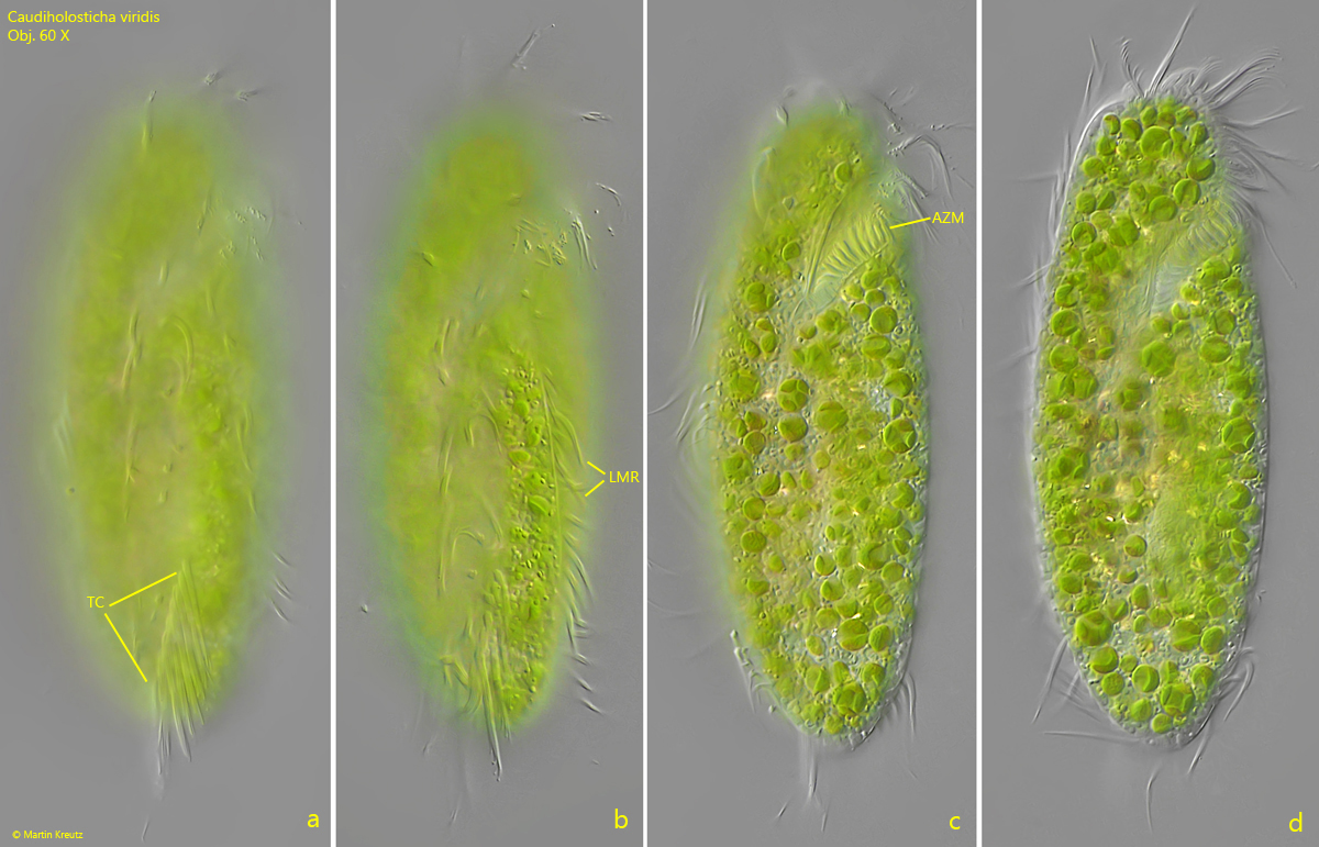 Caudiholosticha-viridis