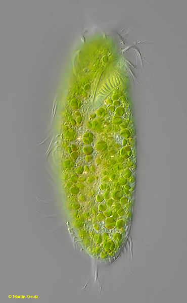 Caudiholosticha-viridis