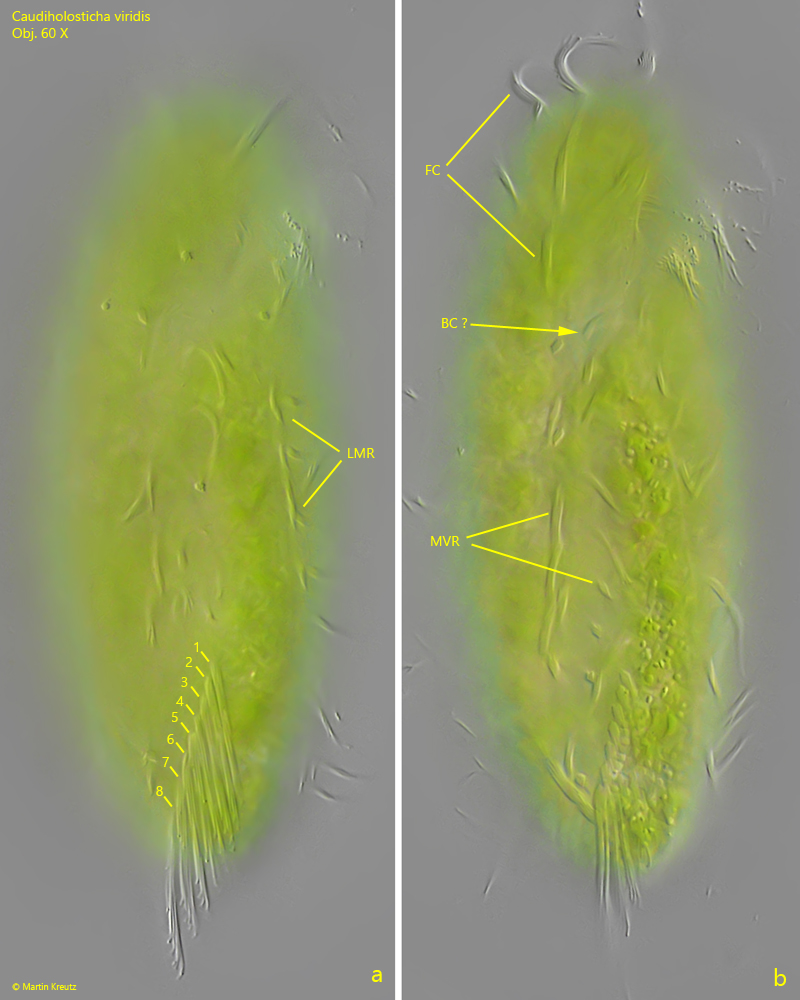 Caudiholosticha-viridis