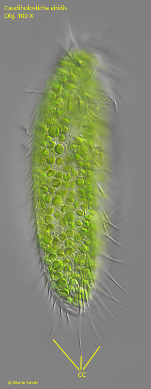 Caudiholosticha-viridis