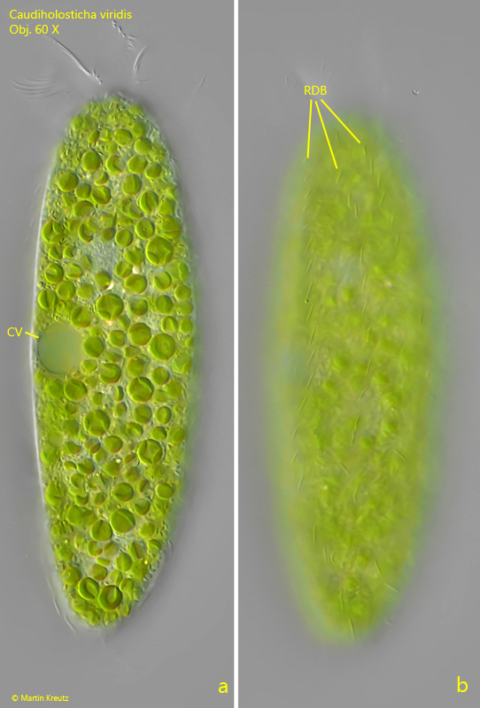 Caudiholosticha-viridis