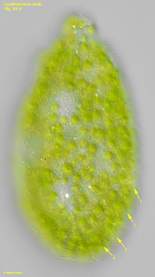 Caudiholosticha-viridis