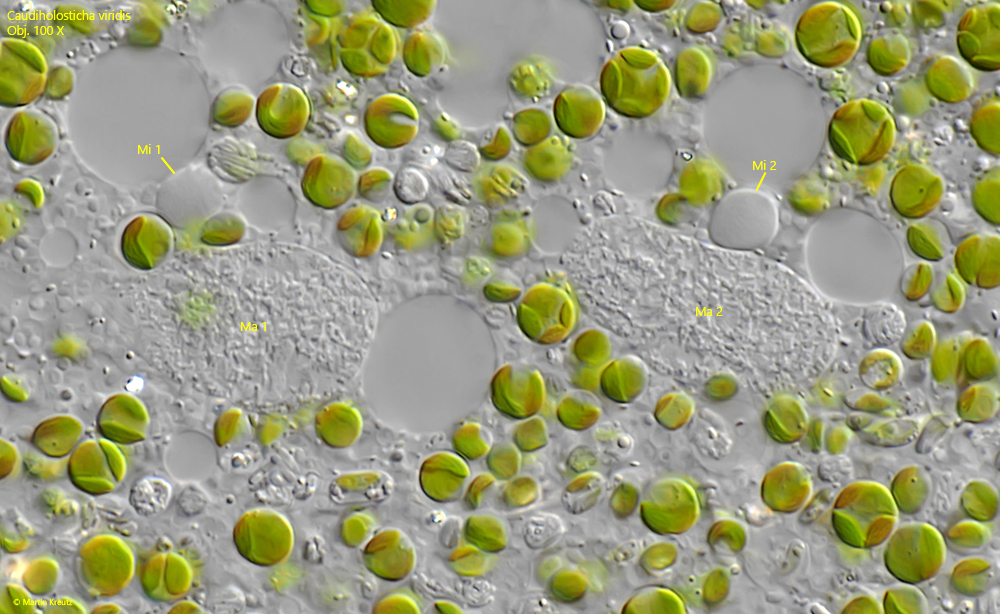 Caudiholosticha-viridis