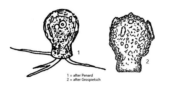 Cryptodifflugia-sacculus