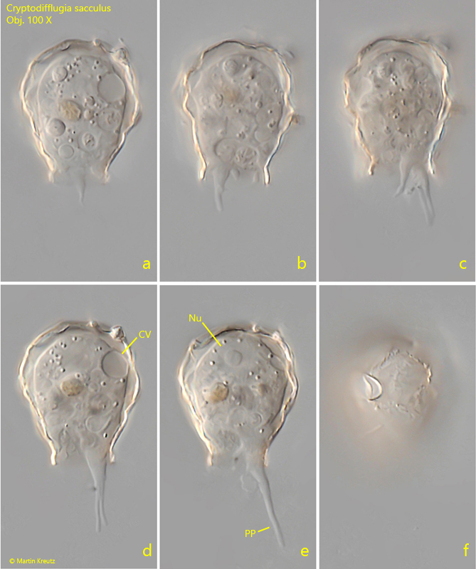 Cryptodifflugia-sacculus
