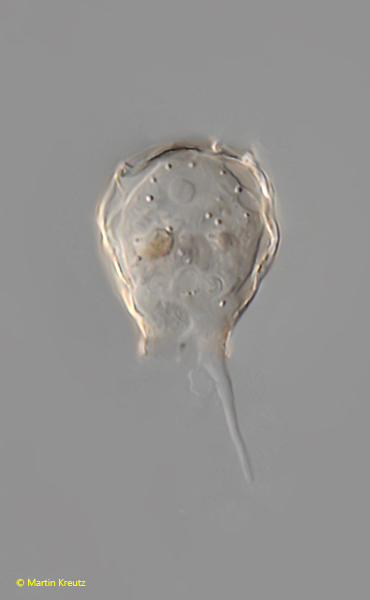 Cryptodifflugia-sacculus