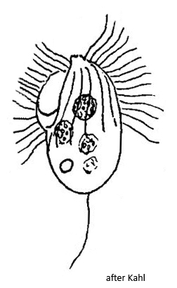 Cyclidium-flagellatum