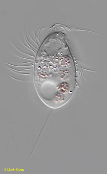 Cyclidium-flagellatum