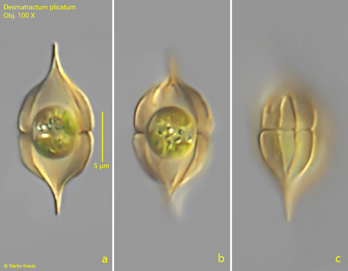 Desmatractum-plicatum