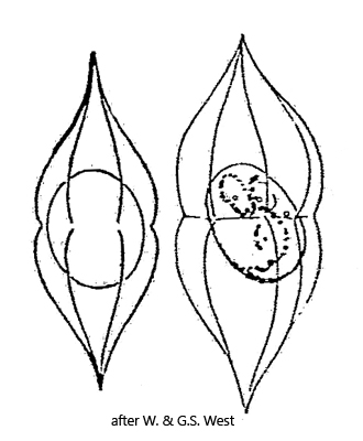 Desmatractum-plicatum