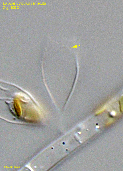 Epipyxis-utriculus-var-acuta