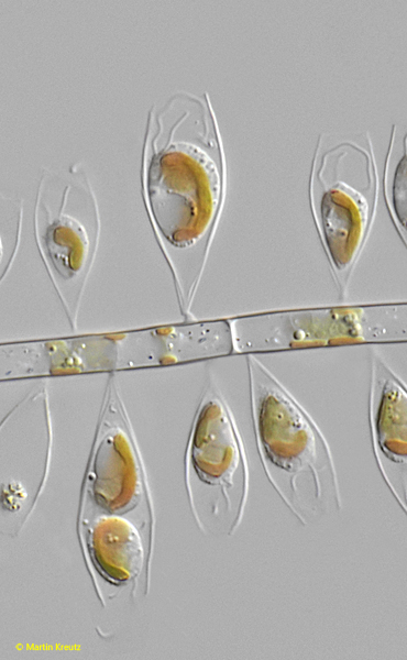 Epipyxis-utriculus-var-acuta