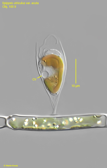 Epipyxis-utriculus-var-acuta