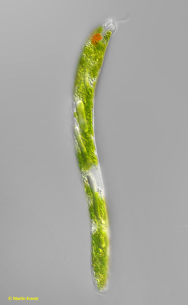 Euglena-ehrenbergii