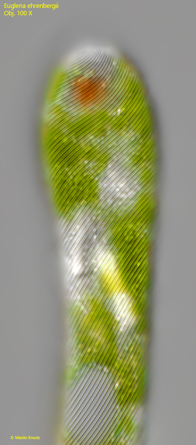 Euglena-ehrenbergii