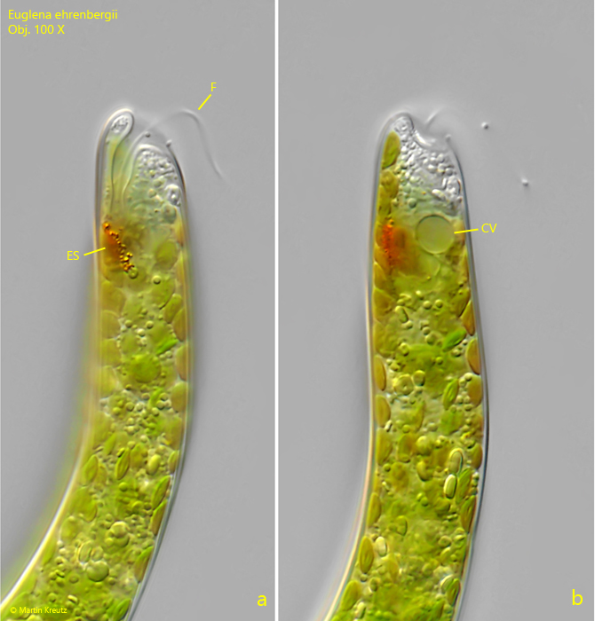 Euglena-ehrenbergii