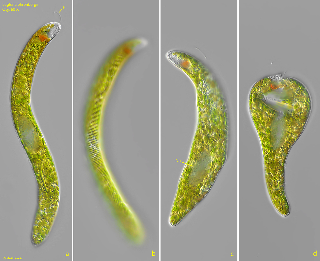 Euglena-ehrenbergii