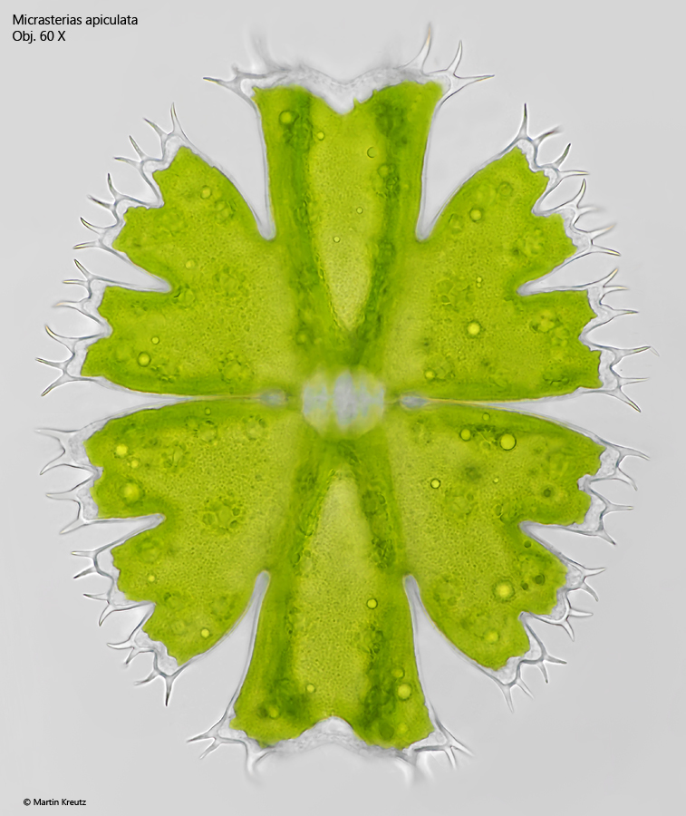 MIcrasterias-apiculata