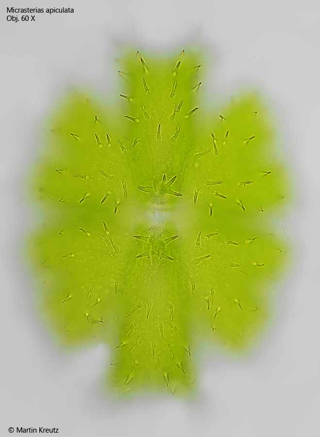 MIcrasterias-apiculata