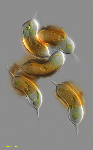 Ophiocytium-capitatum