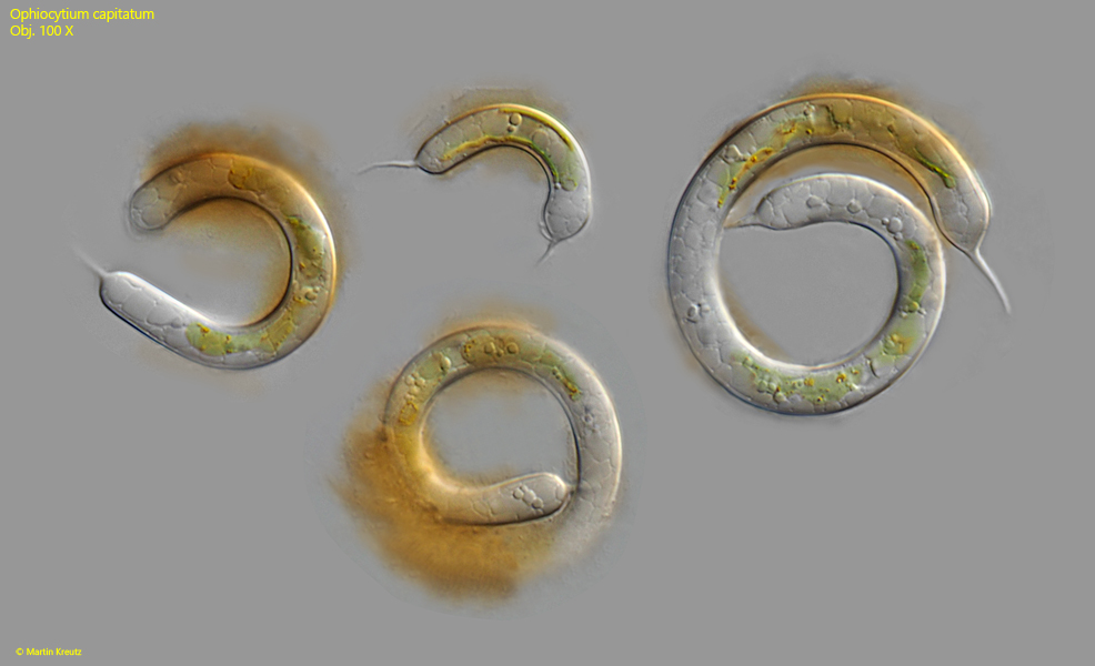 Ophiocytium-capitatum