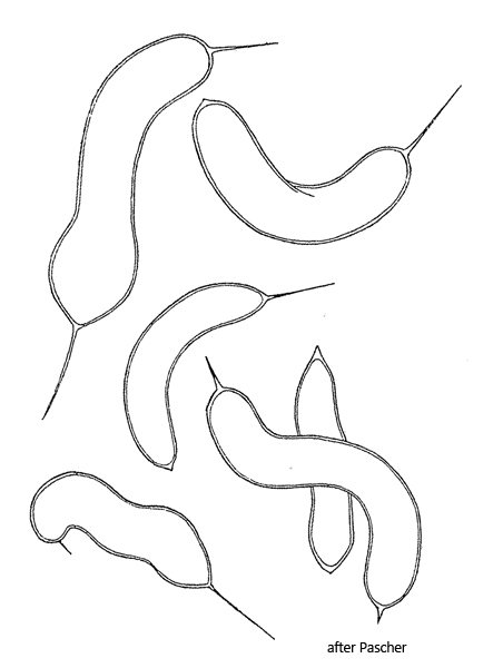 Ophiocytium-capitatum